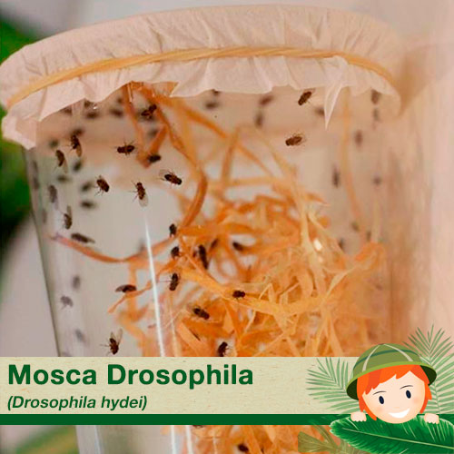 Mosca drosophila